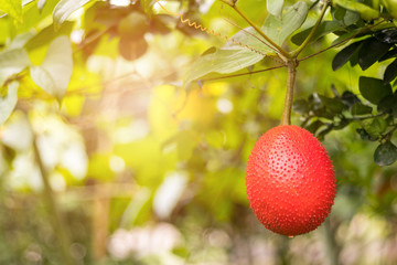 Baby jackfruit and Momordica cochinchinensis in a farm