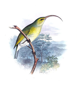 Illustration of bird