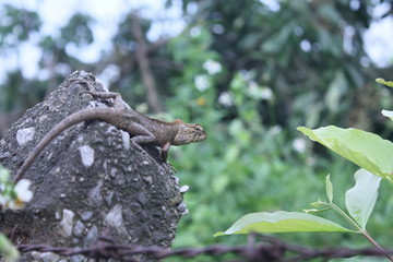 chameleon on the rock stone nature background