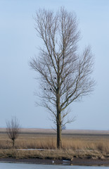 The silhouette of a bare tree. Next to him, like a small child, stands a smaller tree - photographed on the Elbe dike, Freiburg (Elbe), Germany