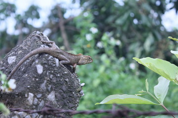 chameleon on the rock stone nature background