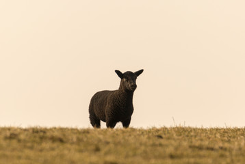 Naklejka na ściany i meble A young black sheep is standing on the dike against a light background - Freiburg (Elbe), Germany