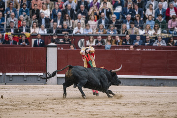 Man bullfighter dressed in bullfighting costume.