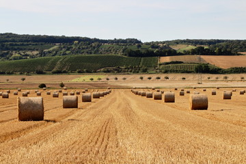 Getreidefeld nach der Ernte