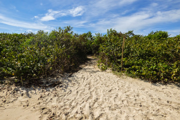 Fototapeta na wymiar Walking path through restinga forest that gives access to Daniela beach - Florianopolis, Brazil
