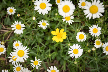 close up of Bellis perennis daisies