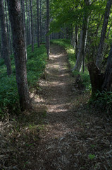 森の小道