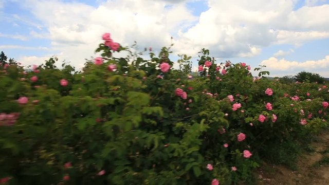 Walking in a beautiful rose garden