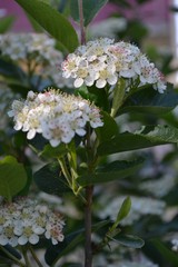 Aronia, bl&uuml;hende Apfelbeere