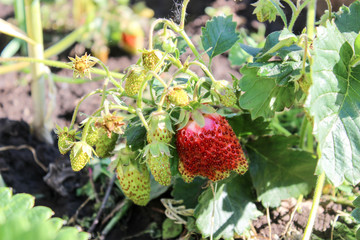 Mature strawberry on the grass