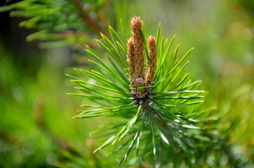 Молодая сосенка