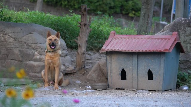 The Jindo dog is Korean National Monument number 53.