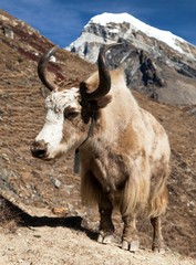 Yak on the way to Everest base camp