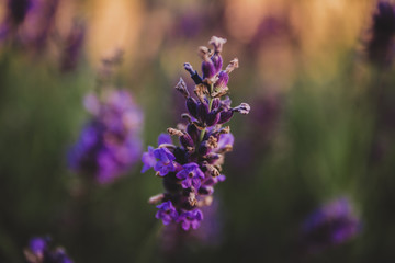 lavender purple - 210865673
