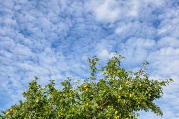 Apple tree