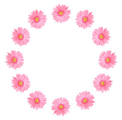 Pink gerbera daisy flower isolated on a white background