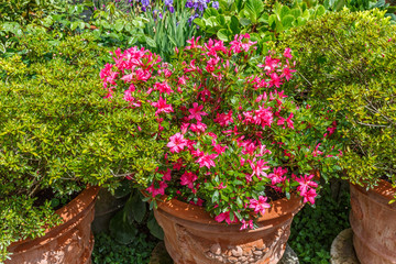 Flower pots with red flowers and green plants in a garden