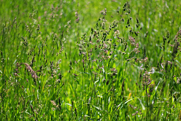 Natural green grass background.