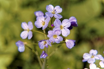 Lilac Blossom