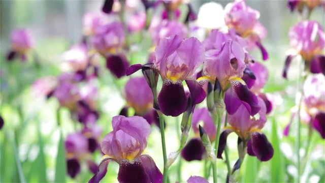 gardens of violet irises,Blossoming Iris In A Garden
HD