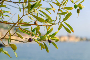 Piccoli dettagli del Lago di Garda
