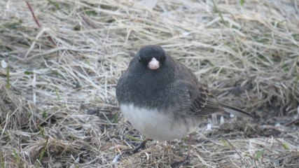 Sparrow eating early spring