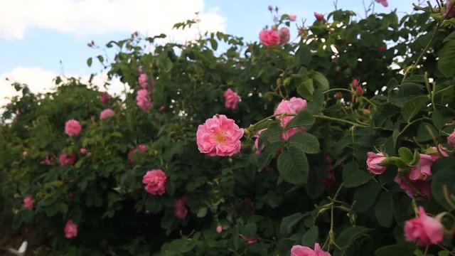 Pink rose damascena close up