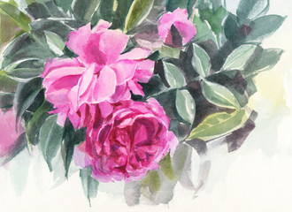 Watercolor flowers. Dog rose.