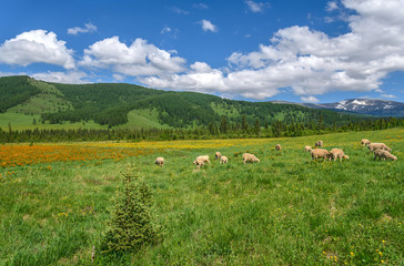 mountains meadow sheep flowers graze