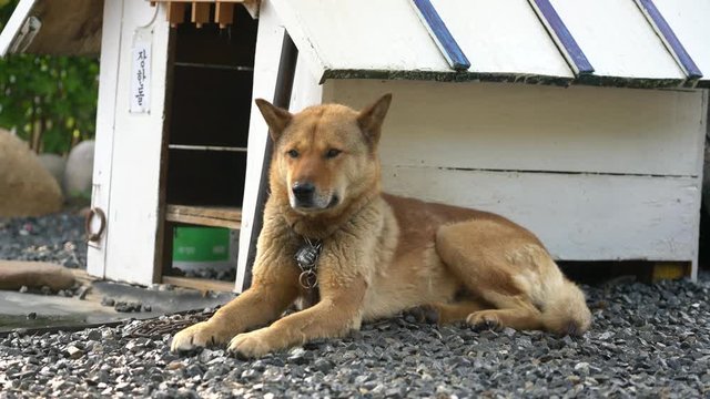 The Jindo dog is Korean National Monument number 53.
