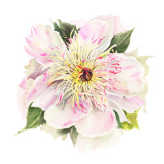 Watercolor flowers. Peonies.