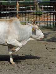 mini-Zebu