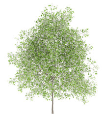 Fototapeta premium flowering lemon tree isolated on white background
