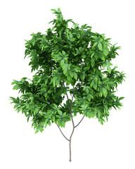 orange tree isolated on white background