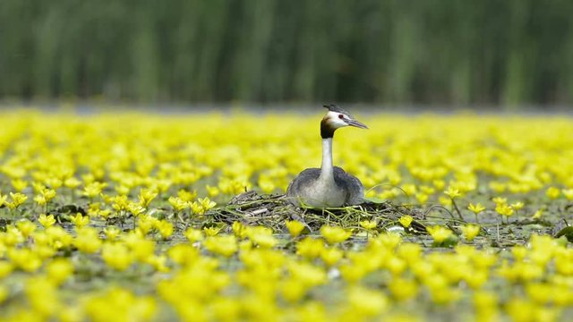 A Great Crested Grebe on a nest