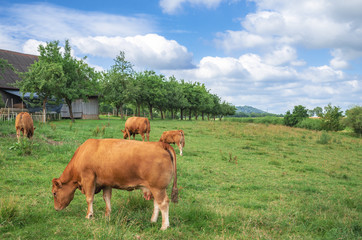 Bunch of red cows grazing on a pasture