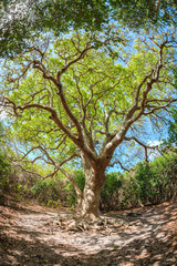 Fototapeta na wymiar Beautiful tree in the tropics