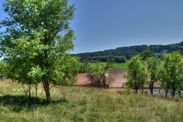 Bad Endorf, Mauerkirchen, Baum, Weg, Feldweg, Feld, Landwirtschaft, Acker, Obstbau, Apfelbaum,...