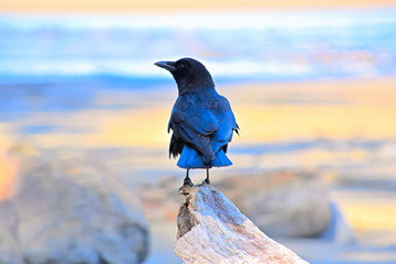 Crow at High Noon