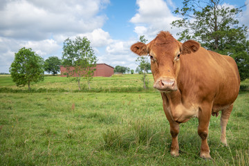 Single brown cow looking at camera on a meadow