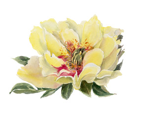 Watercolor flowers. Peonies.
