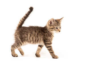 Cute tabby on white