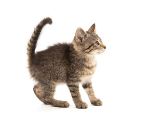 Cute tabby on white
