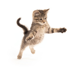 Obraz premium Śliczniutki kotek skoki