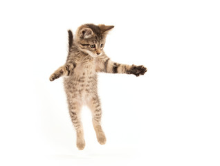 Fototapeta premium Cute tabby kitten jumping