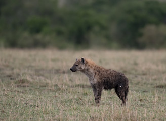 Spotted hyena in Masai Mara