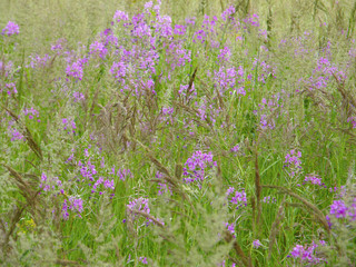 Obraz na płótnie Canvas Blooming Sally. flowering plants.