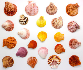 Sea shell isolated on white background,top view