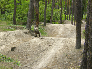 bike path in the forest