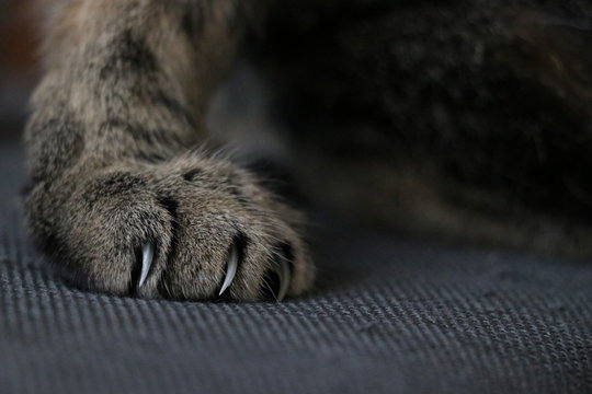 Katzenpfote